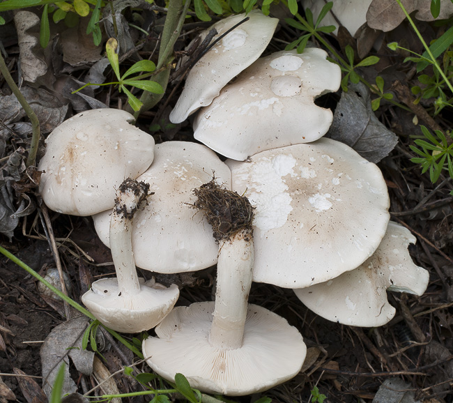 Calocybe gambosa